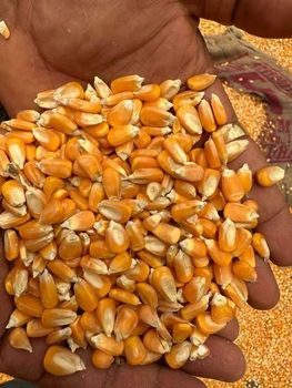 Grade-A Dried Yellow Corn/ Maize for Animal Feed for Cattle - malter group - Tanzania
