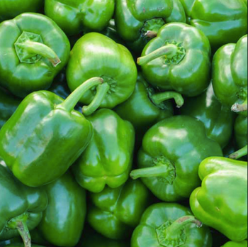 Fresh Green Capsicum -  BS International  - India