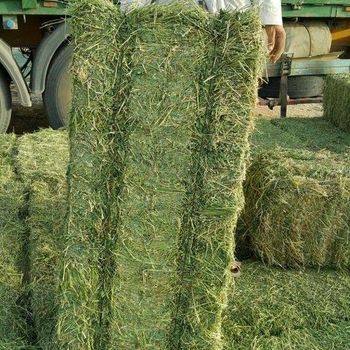 Alfalfa Hay from BF GLOBAL TRADING (PTY) LTD Alfalfa Hay - BF GLOBAL TRADING (PTY) LTD - South Africa