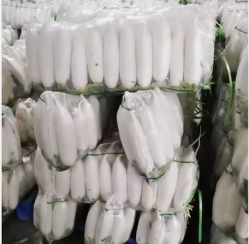 Fresh Radish Grade A Length 10–25 Cm Shelf Life 1–2 Weeks Packaging 5kg / 10kg Mesh Bags Or Cartons, bag - TRADE NEPAL LLC - United States