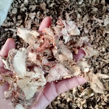 Sliced Galangal Dried Packaging Bag Digestive Aid Yes Drying Time 6 Hours Immune System Boost Yes Final Water Content 10% - PT ARFATUNGGA SHANKARA INDONESIA - Indonesia