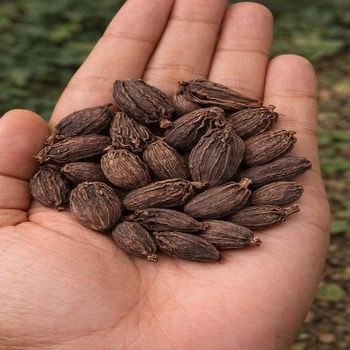 High-quality Premium Grade Black Cardamom Dried AD Raw 100% Pure Natural for Culinary Use from CPW TRADE LTD High-quality Premium Grade Black Cardamom Dried AD Raw 100% Pure Natural for Culinary Use - CPW TRADE LTD - United Kingdom