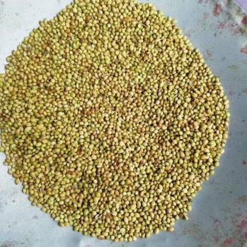 Coriander Seeds - BF GLOBAL TRADING (PTY) LTD - South Africa