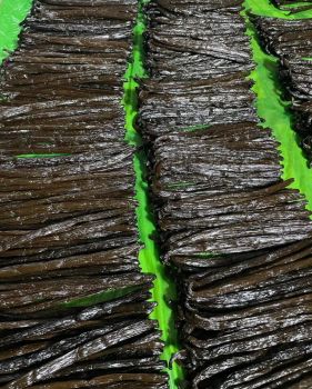Vanilla bean Type Pod Length 18–21 Cm Origin Indonesia Weight 5–8 Grams Shelf Life 1 year Moisture Content 30–38% Grade Gourmet Super Premium - PT Begonia Bisnis Partner - Indonesia