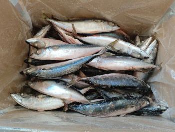 Frozen Pacific Mackerel Fish Manufacturer Pacific Mackerel 250-350g - Shishi Zhengyuan Aquatic Product Science&Technology Development Co., Ltd. - China