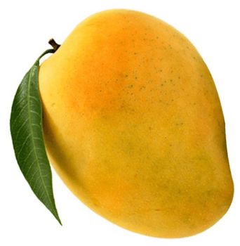 Best Selling Premium Fresh Mango Yellow Mango Low Price Fresh Mango Fruit From Egypt - NUTRIDIET LDA - United Kingdom