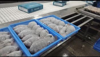 Tilapia Whole Round 300/500,500/800,800+ from MAOMING ZHONGLIAN HUAMAO AQUATIC CO.,LTD Tilapia Whole Round 300/500,500/800,800+ - MAOMING ZHONGLIAN HUAMAO AQUATIC CO.,LTD - China
