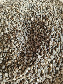 premium Indonesian Green Bean Coffee - PT Mandala Rasa Coffe - Indonesia