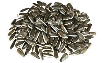 Sunflower seeds Jalalabad raw variety from SULTAN AGRO IMPEKS Sunflower seeds Jalalabad raw variety - SULTAN AGRO IMPEKS - Uzbekistan