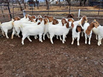 Boer goats for sale with strong body structure and fast growth - NUTRIDIET LDA - United Kingdom