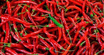 Chili pepper  Grade AA Shelf Life 24 - NUTRIDIET LDA - United Kingdom