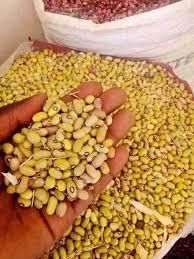 Yellow beans – product photo, Dry Yellow Beans products found from trusted suppliers, wholesalers, manufacturers & exporters Listing