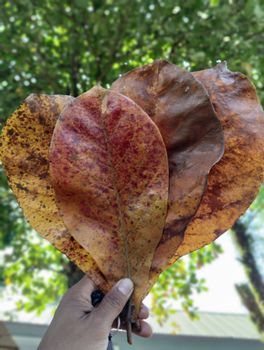 Catappa Leaves Skin Health Support Yes Wound Healing Property Yes Digestive Health Support Yes Water Quality Improvement - Damara - Indonesia
