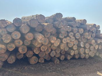 Pine Logs - Montigny Investments Limited - Portugal