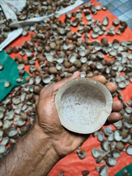 Dried Coconut - Arasi farm - India