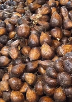 Snake fruit (salak) - Alam Raya Makmur - Indonesia