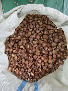 Betelnut - PT. YOUSUF ALKARIM GLOBAL - Indonesia