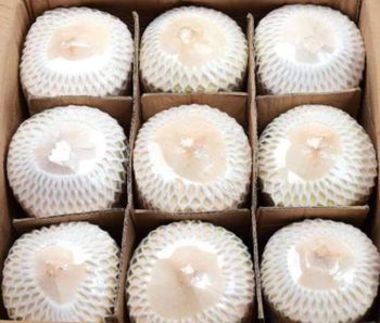 Fresh Coconut Brix Level 6-9° Brix Packaging 9 piece/carton box Weight Per Fruit 800–900 Grams Water Volume 300–350 Ml Per Nut - Ermin Management Co.,Ltd. - Thailand
