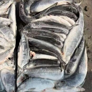 Wild Caught Frozen Atlantic Herring Whole Fish IQF Packed in Bulk for Export Wholesale Business - PILOTEXPORT IMPORT AND EXPORT LTD - South Africa