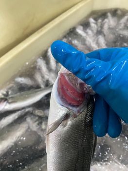 Sea bass, sea bream, salmon truite - Sagun - Turkey