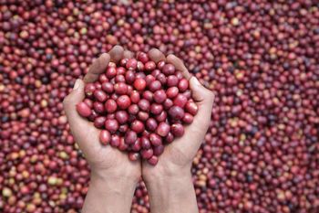 Ethiopian Arabica Coffee - MJG Coffee - Ethiopia