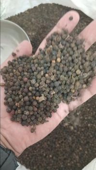 Black pepper 500gl Form Whole Origin India Delivery Form Bag - LeeVa Global Ventures Pvt Ltd - India