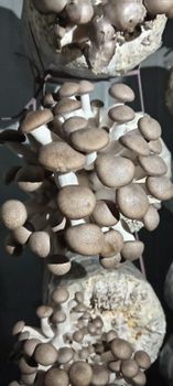 Black Pearl Oyster Mushroom Lead Time 7-10 Days Minimum Order Quantity 100kg Packaging Size 200gms Pkts In 10kg - Minerva Farms - Nepal