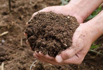 Cow dung Manure - Anshu Impex and Traders LLP - India