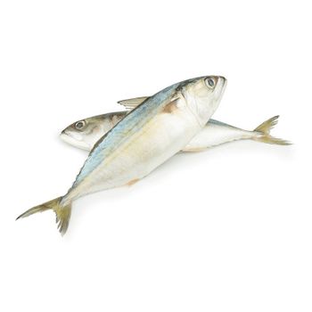 High Quality Competitive Price Frozen Indian Mackerel - Tanis Imex - TANIS IMPORT & EXPORT COMPANY LIMITED - Vietnam