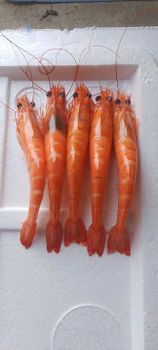 Frozen Cooked HOSO Live Vanamei 30-40 pcs/kg - K group trading co ltd - Vietnam