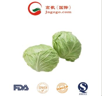 Premium Chinese Green Cabbage Harvested Organically Kind Fresh Size 1.5kg Color Green Origin China Trademark GOGO HS Code - Jinan Gogo International Trade Co., Ltd. - China