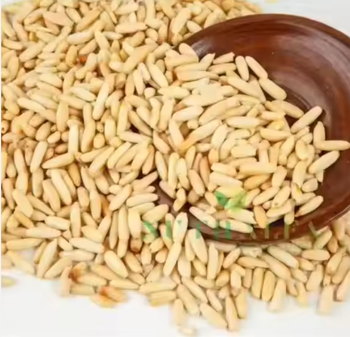 Wholesale Premium Quality Pine Nuts – Raw, Shelled & Roasted Edible Pine Kernels - TRADE NEPAL LLC - United States