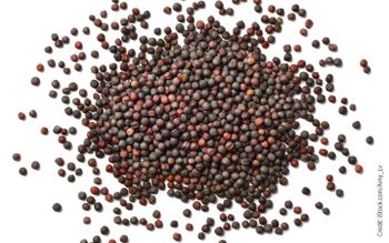 canolo seeds - merlin general traders company limited - Tanzania
