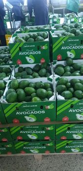 Avocado - MOFARM COMPANY LIMITED - Kenya