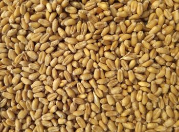 Wheat Quality 11,5% Packaging Bulk Certification GOST Shipment Speed Prompt Place of Origin Russia Supply Consistency Consistent - MALİNDA GLOBAL DENİZCİLİK BROKERLİĞİ EĞİTİM DANIŞMANLIĞI VE LOJİSTİK HİZMETLERİ İTHALAT İHRACAT LİMİTED ŞİRKETİ - Turkey