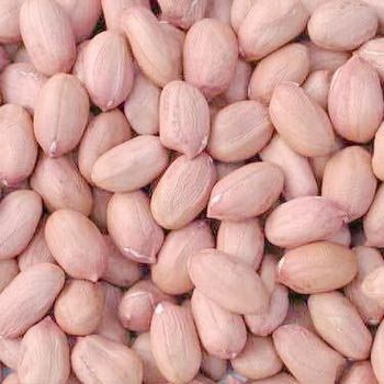 Peanuts Kernels Java and Bold 2024 - KOFONS BUSINESS SOLUTIONS PTY LTD - South Africa