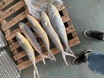 Seafood Ikan 1-2kg Coryphaena Hippuruscs Vietnam Frozen Mahi Mahi Fish - HAIZHISHI FOOD TRADING CO., LTD. SHISHI CITY - China
