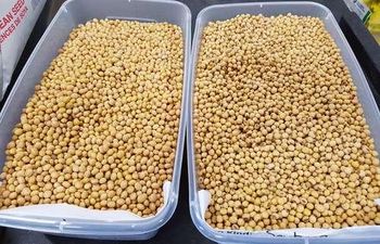 Non GMO Yellow Soyabeans - Shopkanairoltd - Kenya