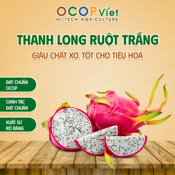 Thanh long ruột trắng - White Flesh Dragon Fruit - OCOP VIET COMPANY LIMITED - Vietnam