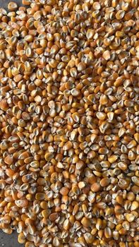 Yellow Maize Grain - KALPSHANTI PRIVATE LIMITED - India