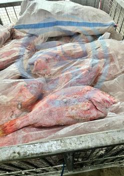 FROZEN RED SNAPPER - HIGH QUALITY Color Vibrant Red Skin Texture Firm White Flesh Flavor Delicately Sweet Taste Sourcing Wild-caught From Pristine, Clean Waters - PT Savya Coco Provita - Indonesia