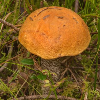 High quality frozen mushroom Orange-cap boletus (Leccinum versipelle) bulk 5kg box packaging Russian origin - Limited Liability Company"A-Salt Trading" - Russian Federation