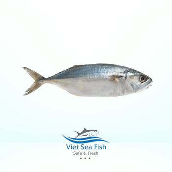 Frozen Indian Mackerel Whole Cleaned Size 10/12 Pcs/kg Packing Method Iqf Fob Price 2.40 Usd/kg Glazing Percentage 10% Net Weight Percentage 90% - Viet Sea Fish Ltd., Co. - Vietnam