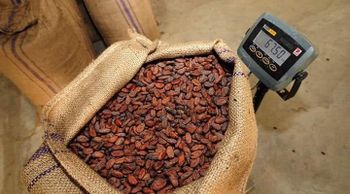 Cacao beans - Lewit Limited  - Kenya