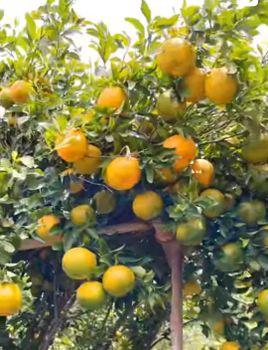 Fresh Oranges Taste Sweet Juicy Shelf Life 15 - 20 days Grade Class 1 and others mix Weight (kg) Approx 18 kg per Crate Packaging Rigid Crate of 96 / 141 / 171/ 196 etc - AAR Multi Exim - India