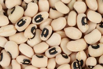 COWPEA SEEDS Grade A GRADE Packaging 30KG, 50KG PP - SHIVRAY INTERNATIONAL IMPORT AND EXPORT COMPANY - India