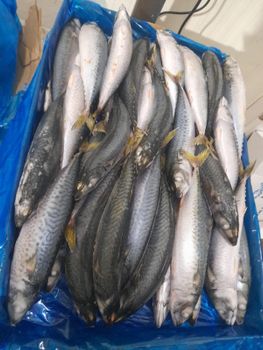 Whole Round Atlantic Mackerel (Scomber Colias) Cut Whole rounx Features Organic Freshness Level Frozen Degree of Processing Unprocessed - O&S SuperStores LTD - Morocco