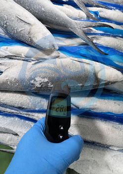 FROZEN MILK FISH - HIGH QUALITY – product photo, Frozen Red Fish products found from trusted suppliers, wholesalers, manufacturers & exporters Listing