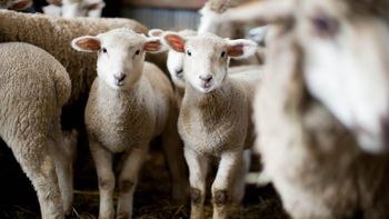 Frozen Georgian Mutton High Class - MHMD LLC - Georgia