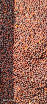 Finger Millet - Opelion Global Pvt Ltd  - India